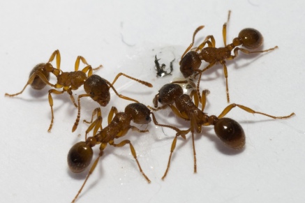 Уничтожение муравьев   в Лосино-Петровске 