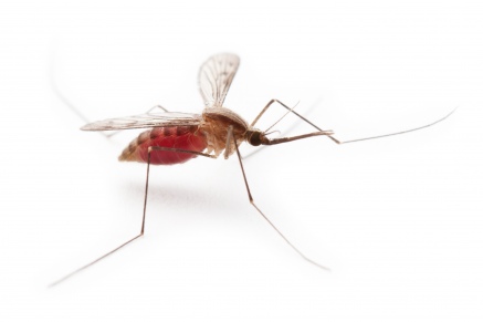 Уничтожение комаров   в Лосино-Петровске 