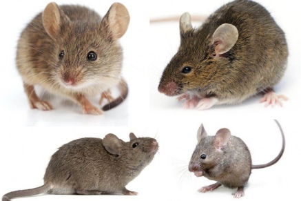 Уничтожение (дератизация) мышей   в Лосино-Петровске 